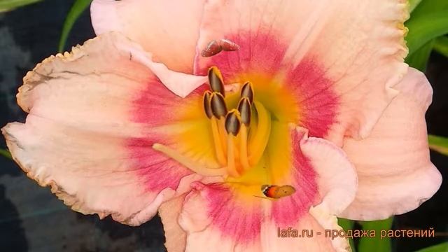 Лилейник гибридный Розанна (hemerocallis rosanna) ? обзор: как сажать, саженцы лилейника Розанна смотреть онлайн