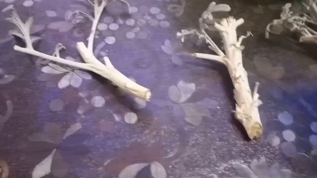 ?Черенкуем цинерарию серебристую. смотреть онлайн