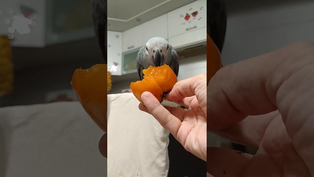 Маргоша обожает хурму! НО! Будьте осторожны, давая этот фрукт, для Жако хурма может быть опасна!❌⛔ смотреть онлайн