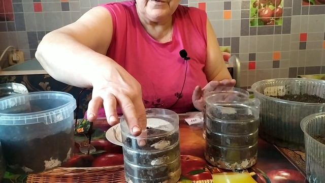 Сеем томаты для открытого грунта смотреть онлайн