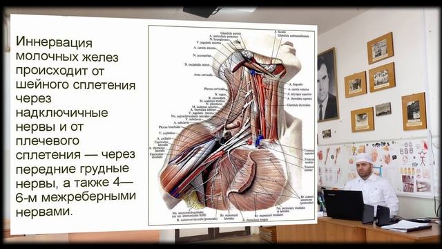 Топография молочной железы женщины. смотреть онлайн