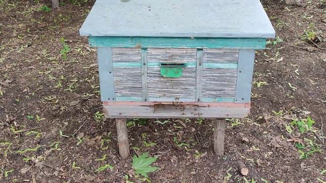 Пасека на горчице. Улей из камыша. Летние архивы. смотреть онлайн