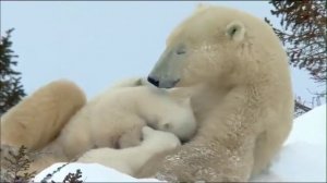 Белая медведица и медвежата.