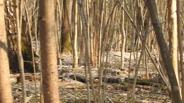 Ласка в Битцевском лесу смотреть онлайн