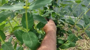 Жимолость Сердце гиганта 2023