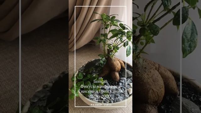 Мини-композиция с фикусом Гинсенг и пумила Грин смотреть онлайн