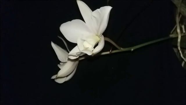Desenvolvimento de inflorescência de Cattleya nobilior filmado em time-lapse - abertura dos botões смотреть онлайн