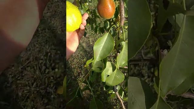 Сравнение дикой груши с культурной. смотреть онлайн