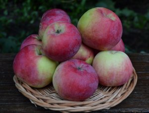 Брянское - сорт яблони