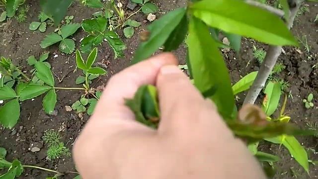 Персик дерево Курчавость листьев персика, как бороться смотреть онлайн
