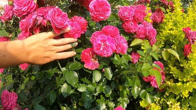 Розы группы флорибунда. Domaine de St Jean de Beauregard (Домэн дэ Сэн Жан дэ Борэгар) смотреть онлайн