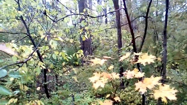 Лесные белки