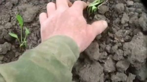 посадка кормовой свеклы( вручную)