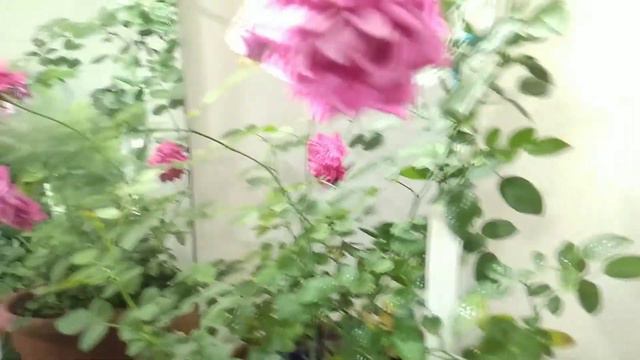 Подоконный ОгоРод 🍅🌶🌺 смотреть онлайн