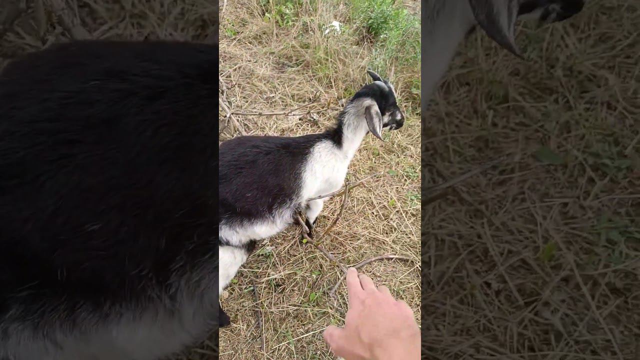 Step-goat is stuck #animals #nature #goat смотреть онлайн