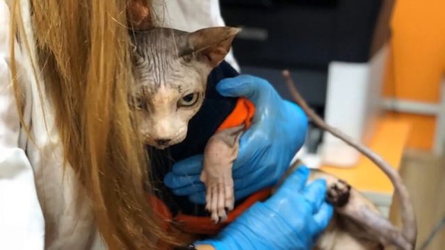 Наигравшись с породистым котом сфинксом, хозяева сдали его в ПPИЮT смотреть онлайн