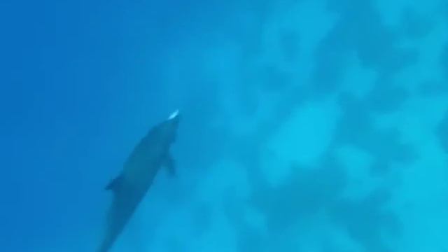 Ausflüge in Hurghada смотреть онлайн