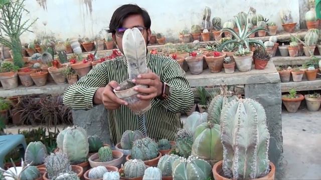 How to grow astrophytum cactus plants & care (Cactus Garden) смотреть онлайн