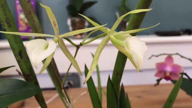 Brassavola Little Stars
