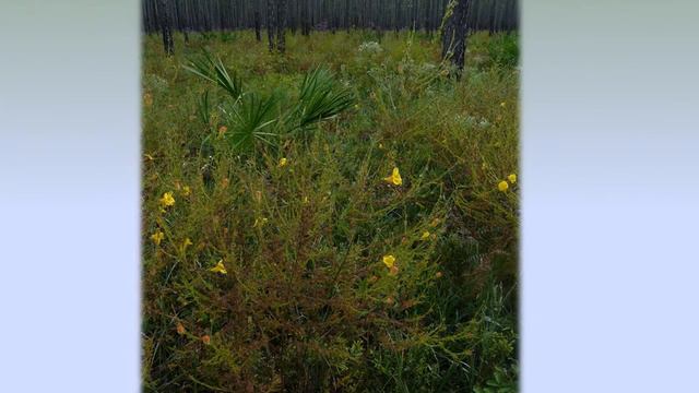 She Was a Wildflower by Grant Peeples смотреть онлайн