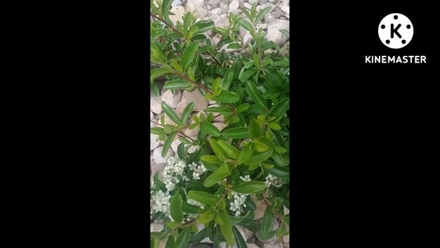 Пираканта в цвету #Shorts смотреть онлайн