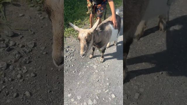 Соня 🐐 смотреть онлайн