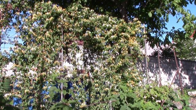 Жимолость.  Какую разновидность жимолости лучше использовать для живой изгороди?