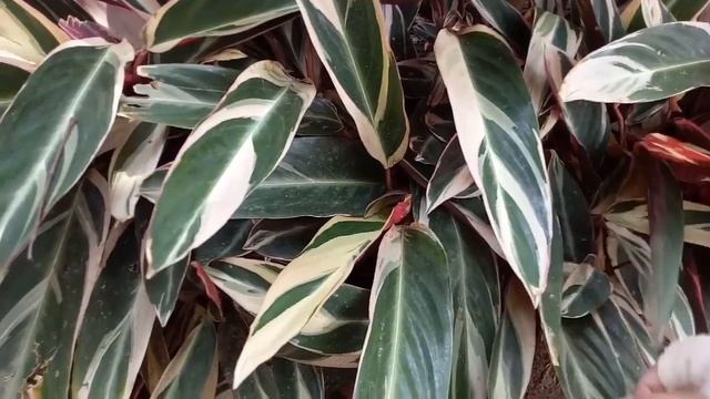 #review Calathea Multicolor (STROMANTHE SANGUINE) Tanaman Cantik Dengan Empat Warna