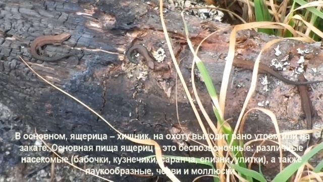 ЯЩЕРИЦЫ. Мастера маскировки. Видео для детей. смотреть онлайн