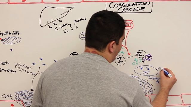 Hematology | Hemostasis: Coagulation Cascade смотреть онлайн