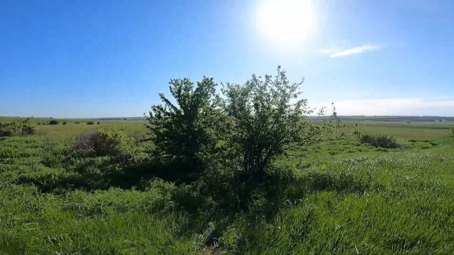 На природе 16 мая.   Встреча с зайцем.  Убегали от дождя.