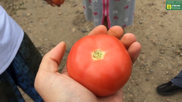 Фермера сравнивают РОЗОВЫЕ ТОМАТЫ, ПИНК МАРГАРИ F1, парадайз f1 и др. Ликбез про БИО ПРЕПАРАТЫ смотреть онлайн