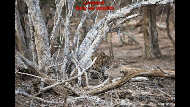 Leopard & Cheetah - The Differences смотреть онлайн