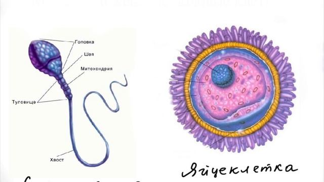 Половое размножение Подготовка к ЕГЭ 2024 Биология смотреть онлайн