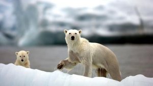 Белый мишка.mp4