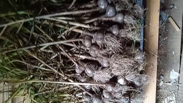 урожай! чеснок, крыжовник, смородина