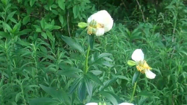 Coral Charm Peony -Day 4