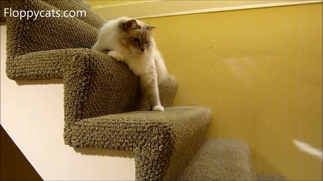 Ragdoll Cats Charlie and Trigg Playing with Cat Wand Toy Neko Flies - ねこ - ラグドール - Floppycats смотреть онлайн
