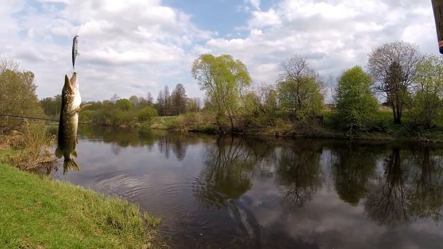 Твичинг на малой реке. Щучки радуют своей активностью. смотреть онлайн