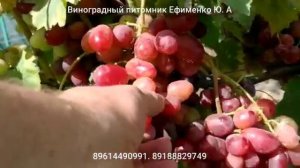 виноград Бешевский