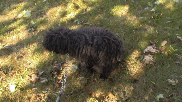 Ziggy The Puli смотреть онлайн
