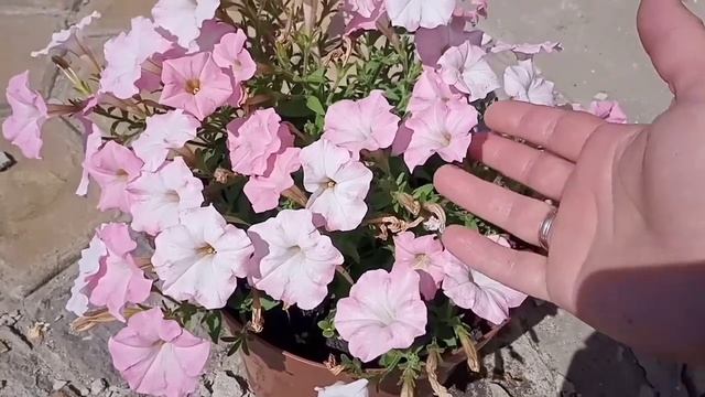 Мои фрилитунии. Петуния пурпурный водопад.