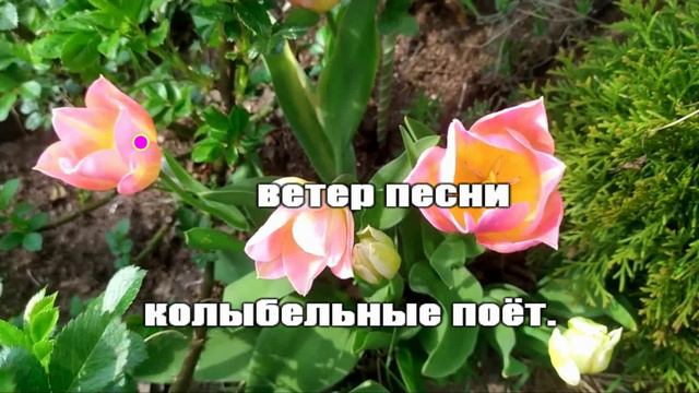 Сергей Чекалин — Ах, как цветут тюльпаны смотреть онлайн