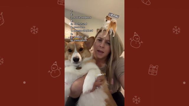 What happened to the Cardigan welsh corgi?? смотреть онлайн