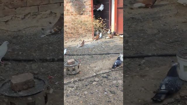 Молодежь серпастых голубей весна 2020 смотреть онлайн