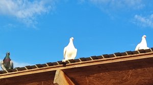 Гон Агасиевских голубей 04.08.24г.