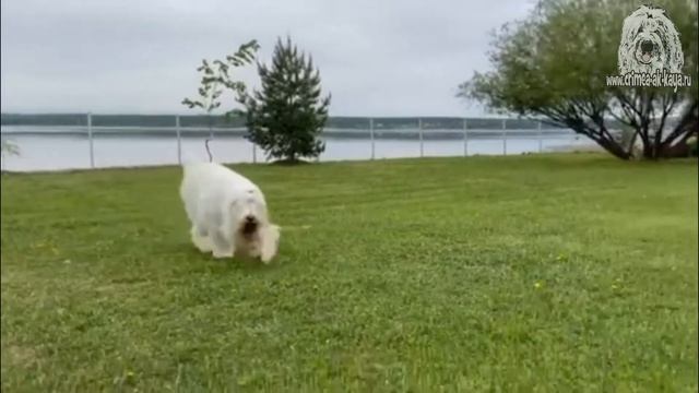 ЮЖНОРУССКАЯ ОВЧАРКА ДОБРЫНЯ НИКИТИЧ КРЫМ АК-КАЯ. На даче, май 2022 смотреть онлайн