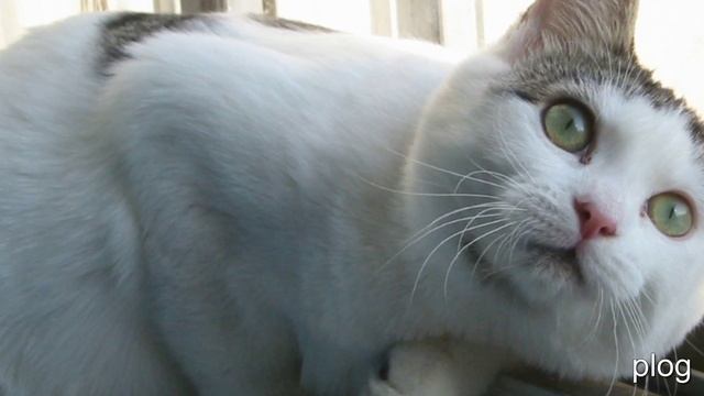 аниме картинки смотреть онлайн