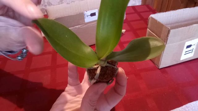 Купленные в интернете подростки орхидей. смотреть онлайн