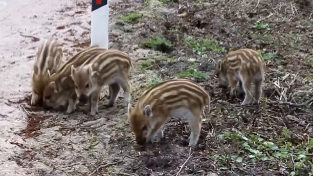 Кабаниха с кабанятами вышли на дорогу на Куршской Косе (03.05.13) смотреть онлайн